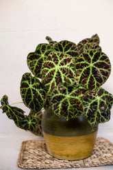 Begonia goegoenensis